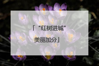 “红树进城” 美丽加分