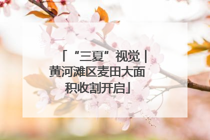 “三夏”视觉｜黄河滩区麦田大面积收割开启