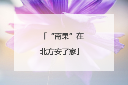 “南果”在北方安了家