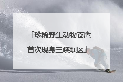 珍稀野生动物苍鹰首次现身三峡坝区