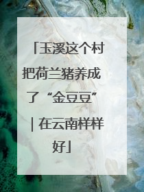 玉溪这个村把荷兰猪养成了“金豆豆”｜在云南样样好