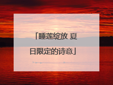 睡莲绽放 夏日限定的诗意