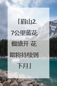眉山2.7公里蓝花楹盛开 花期将持续到下月