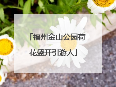 福州金山公园荷花盛开引游人