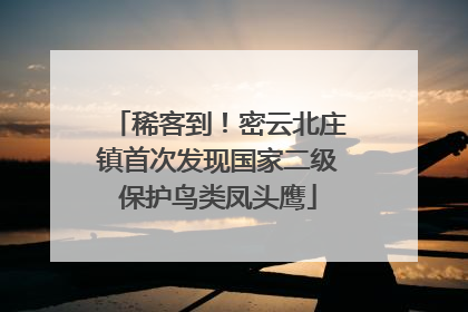 稀客到！密云北庄镇首次发现国家二级保护鸟类凤头鹰