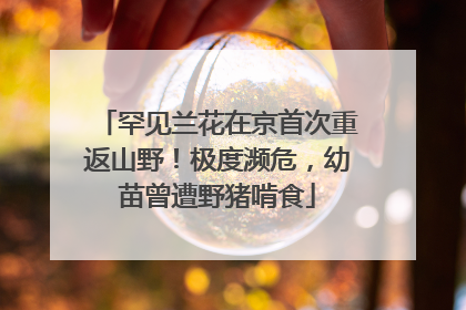 罕见兰花在京首次重返山野！极度濒危，幼苗曾遭野猪啃食