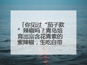 你见过“茄子款”辣椒吗？青岛培育出富含花青素的紫辣椒，生吃自带水果甜