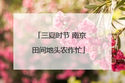 三夏时节 南京田间地头农作忙