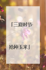 三夏时节·抢种玉米