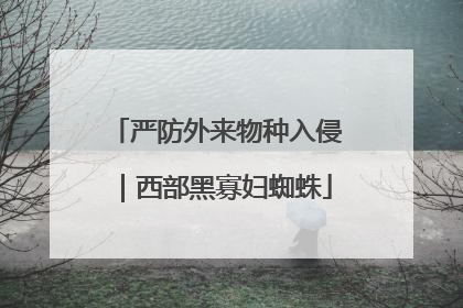 严防外来物种入侵｜西部黑寡妇蜘蛛