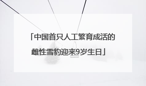 中国首只人工繁育成活的雌性雪豹迎来9岁生日