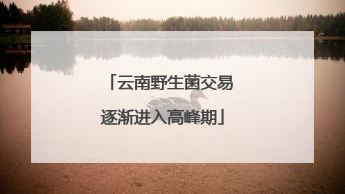 云南野生菌交易逐渐进入高峰期