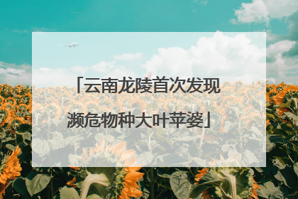 云南龙陵首次发现濒危物种大叶苹婆
