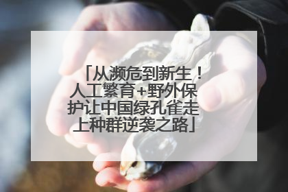 从濒危到新生！人工繁育+野外保护让中国绿孔雀走上种群逆袭之路