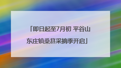 即日起至7月初 平谷山东庄镇桑葚采摘季开启
