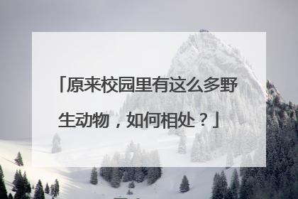 原来校园里有这么多野生动物，如何相处？