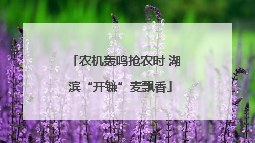 农机轰鸣抢农时 湖滨“开镰”麦飘香
