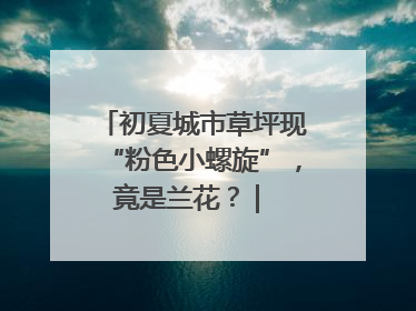 初夏城市草坪现“粉色小螺旋”，竟是兰花？ | 小叶子沪花记