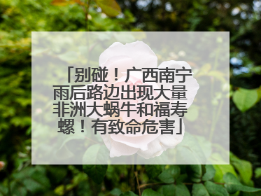 别碰！广西南宁雨后路边出现大量非洲大蜗牛和福寿螺！有致命危害