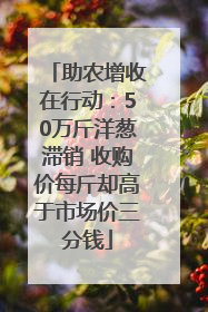 助农增收在行动：50万斤洋葱滞销 收购价每斤却高于市场价三分钱