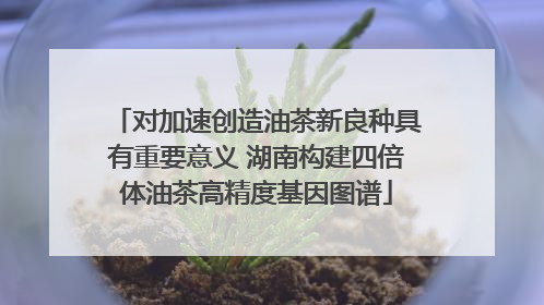 对加速创造油茶新良种具有重要意义 湖南构建四倍体油茶高精度基因图谱