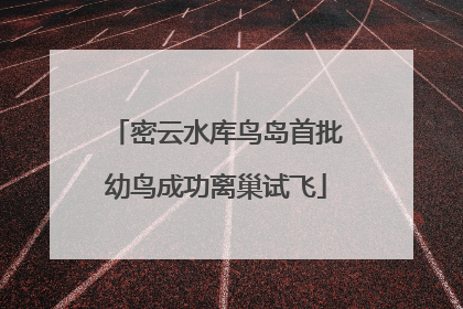 密云水库鸟岛首批幼鸟成功离巢试飞