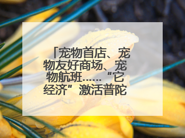 宠物首店、宠物友好商场、宠物航班……“它经济”激活普陀消费新潜能