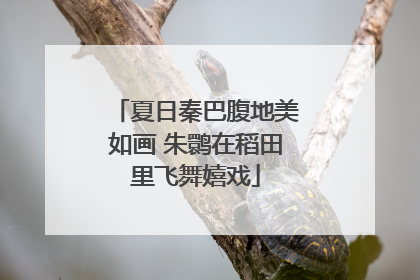 夏日秦巴腹地美如画 朱鹮在稻田里飞舞嬉戏