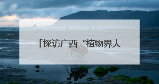 探访广西“植物界大熊猫”银杉发现地