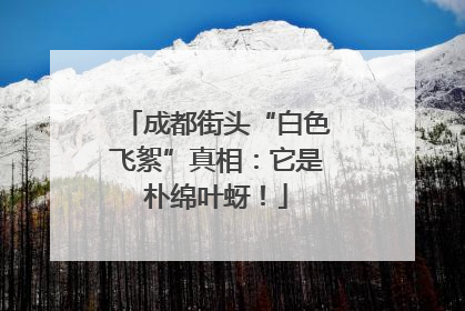成都街头“白色飞絮”真相：它是朴绵叶蚜！