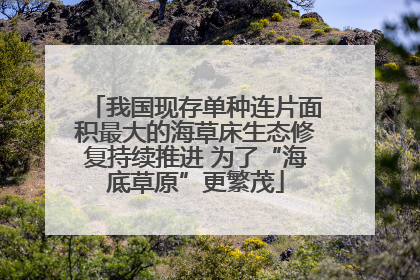 我国现存单种连片面积最大的海草床生态修复持续推进 为了“海底草原”更繁茂