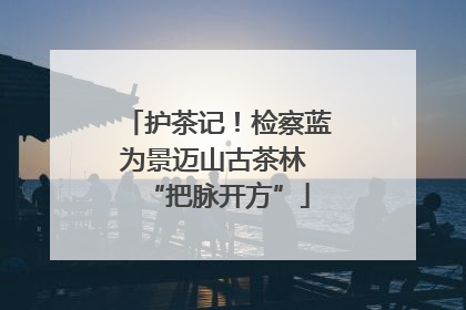 护茶记！检察蓝为景迈山古茶林 “把脉开方”