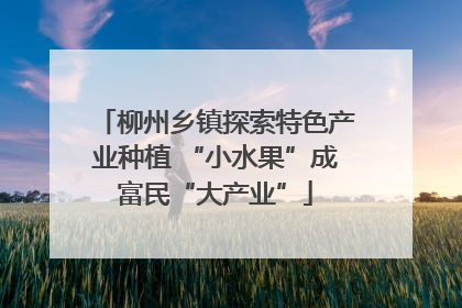 柳州乡镇探索特色产业种植 “小水果”成富民“大产业”