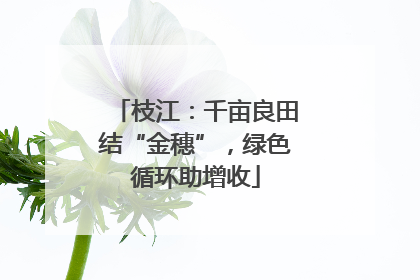 枝江：千亩良田结“金穗”，绿色循环助增收