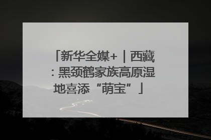 新华全媒+｜西藏：黑颈鹤家族高原湿地喜添“萌宝”