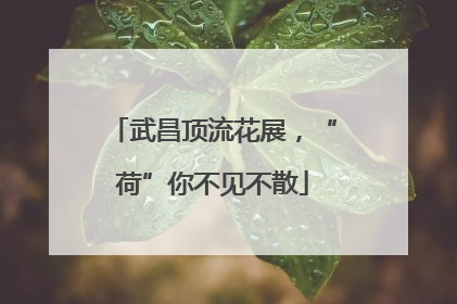 武昌顶流花展，“荷”你不见不散
