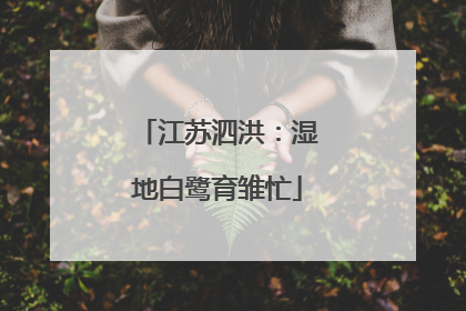 江苏泗洪：湿地白鹭育雏忙