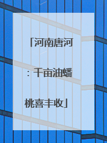 河南唐河：千亩油蟠桃喜丰收