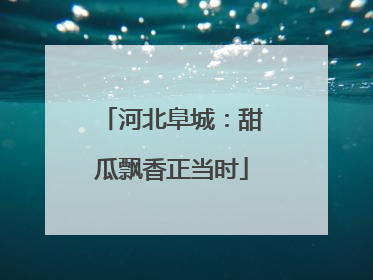 河北阜城：甜瓜飘香正当时
