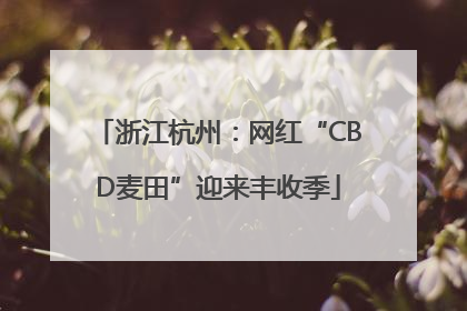 浙江杭州：网红“CBD麦田”迎来丰收季