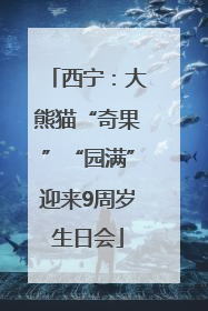 西宁：大熊猫“奇果”“园满”迎来9周岁生日会