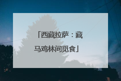 西藏拉萨：藏马鸡林间觅食