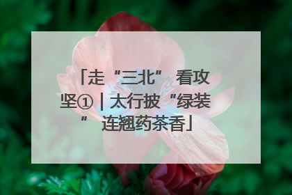 走“三北” 看攻坚①｜太行披“绿装” 连翘药茶香