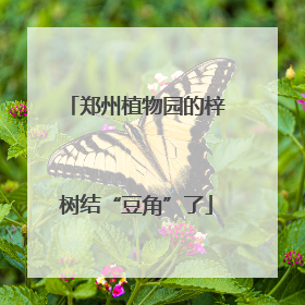 郑州植物园的梓树结“豆角”了