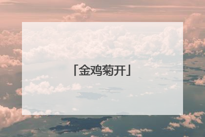 金鸡菊开