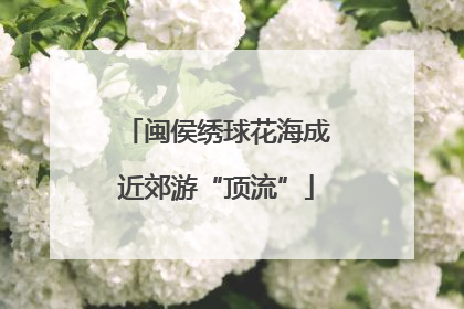 闽侯绣球花海成近郊游“顶流”