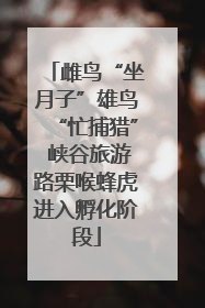 雌鸟“坐月子”雄鸟“忙捕猎” 峡谷旅游路栗喉蜂虎进入孵化阶段