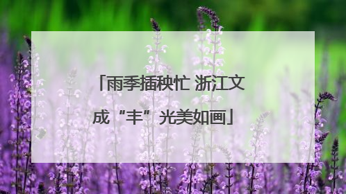 雨季插秧忙 浙江文成“丰”光美如画