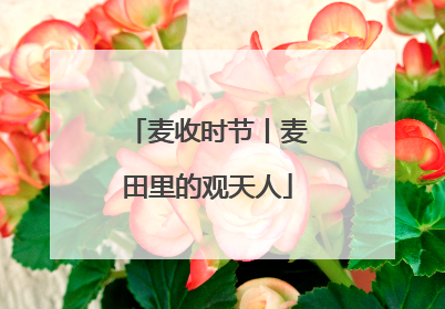 麦收时节丨麦田里的观天人