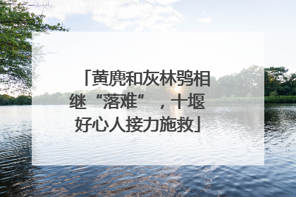 黄麂和灰林鸮相继“落难”，十堰好心人接力施救